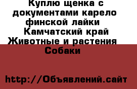 Куплю щенка с документами карело- финской лайки - Камчатский край Животные и растения » Собаки   